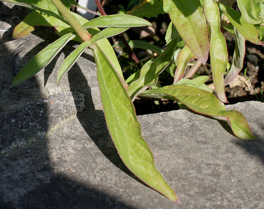 Image of Gomphrena globosa specimen.