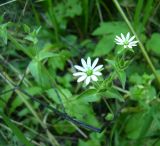 Myosoton aquaticum