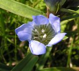 Gentiana triflora