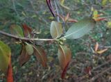 Rhododendron mucronulatum