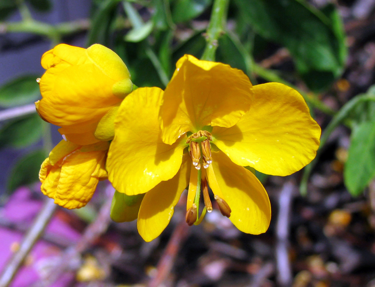 Image of Senna corymbosa specimen.