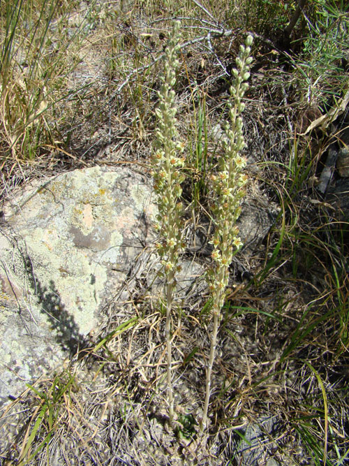 Image of Rosularia subspicata specimen.