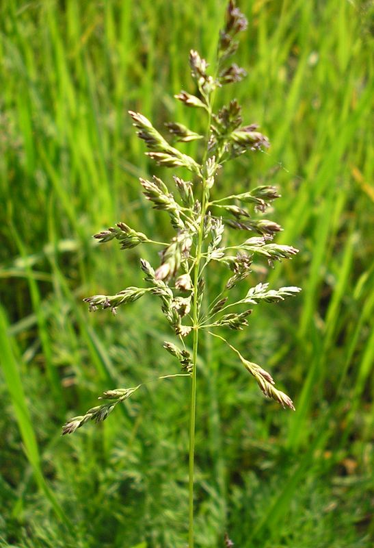 Изображение особи Poa angustifolia.