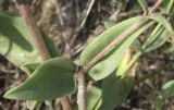 Image of taxon representative. Author is Сергей Одинец