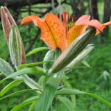 Lilium pensylvanicum. Верхушка побега с соцветием. Приморский край, Уссурийский р-н, окр. с. Монакино, долина р. Казачка. 17.06.2012.