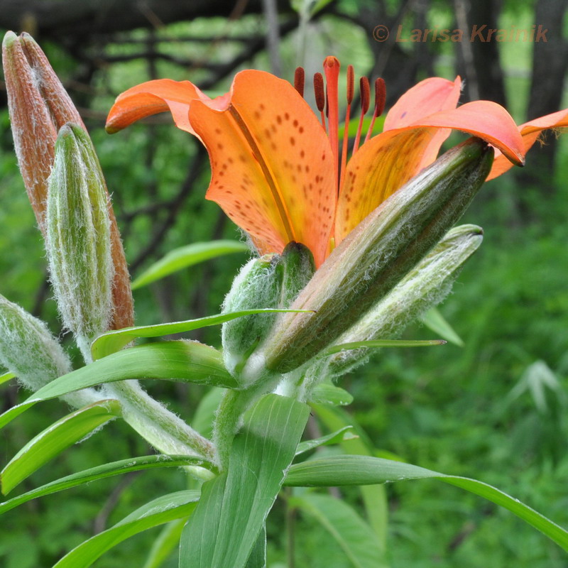 Image of Lilium pensylvanicum specimen.