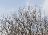 Frangula alnus. Верхняя часть кроны покоящегося растения. Германия, г. Кемпен, в лесопосадке. 28.03.2013.