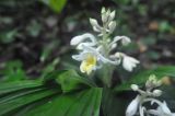 genus Calanthe. Цветок. Борнео, склон горы Трас-Мади, выс. ок. 950 м н.у.м, дождевой лес. Февраль 2013 г.