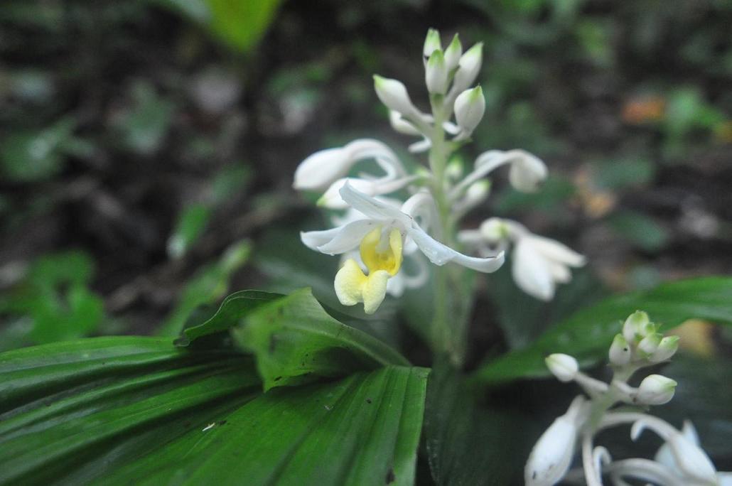 Изображение особи род Calanthe.