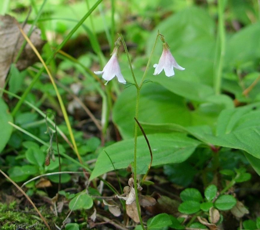 Image of Linnaea borealis specimen.