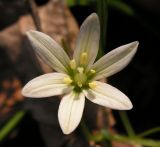 Lloydia triflora
