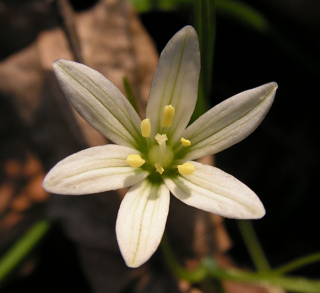 Изображение особи Lloydia triflora.