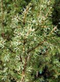 Juniperus oblonga. Ветка с микростробилами. Ставропольский край, г. Кисловодск, территория санатория \"Луч\". 25.03.2013.