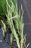 Acorus calamus