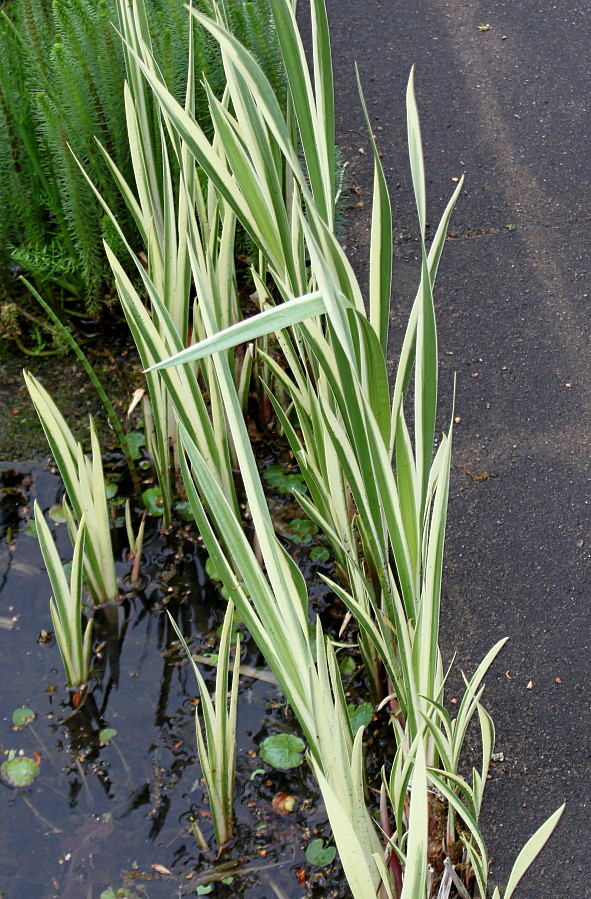 Image of Acorus calamus specimen.