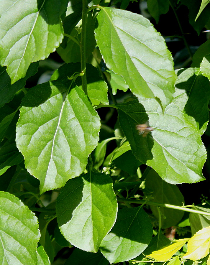 Image of Celastrus scandens specimen.