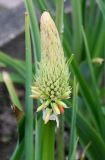 Kniphofia uvaria