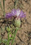 Centaurea odessana. Верхушка побега с соцветием. Крым, Ленинский р-н, окр. г. Щелкино, Русская бухта, песчаный пляж. 19 июня 2013 г.