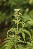 Eupatorium cannabinum. Верхушка растения с соцветиями. Ростовская обл., Аксайский р-н, окр. хут. Александровка, в тенистом месте вдоль обочины дороги. 16.06.2013.