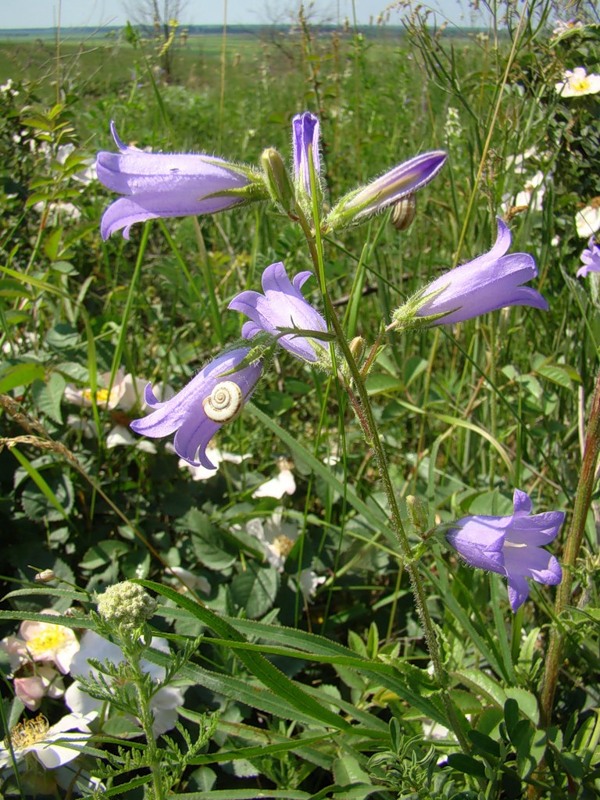 Изображение особи Campanula sibirica.