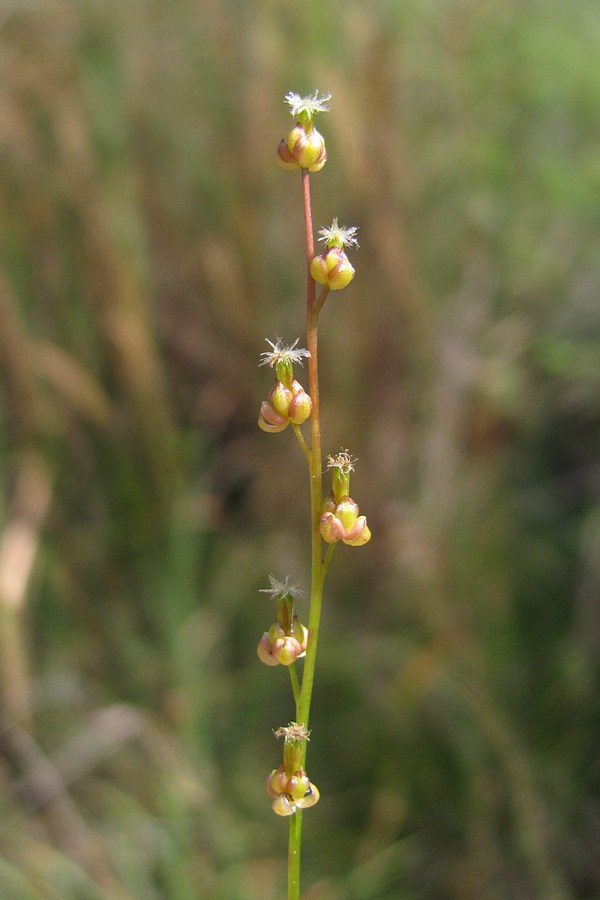 Image of Triglochin palustris specimen.