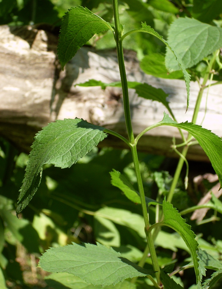 Изображение особи Scrophularia nodosa.