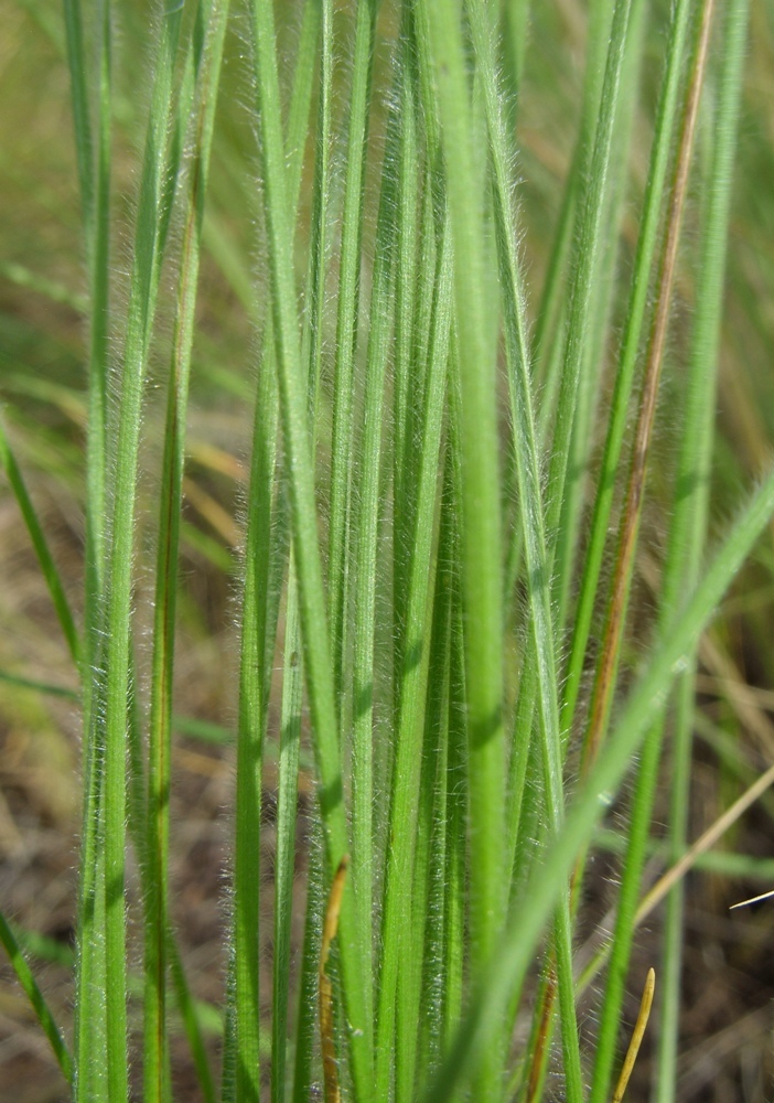 Image of Stipa dasyphylla specimen.