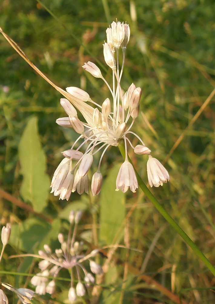 Изображение особи Allium paniculatum.