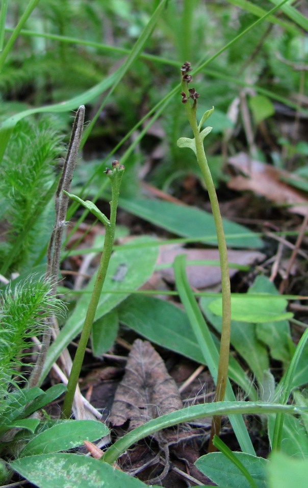 Изображение особи Botrychium matricariifolium.