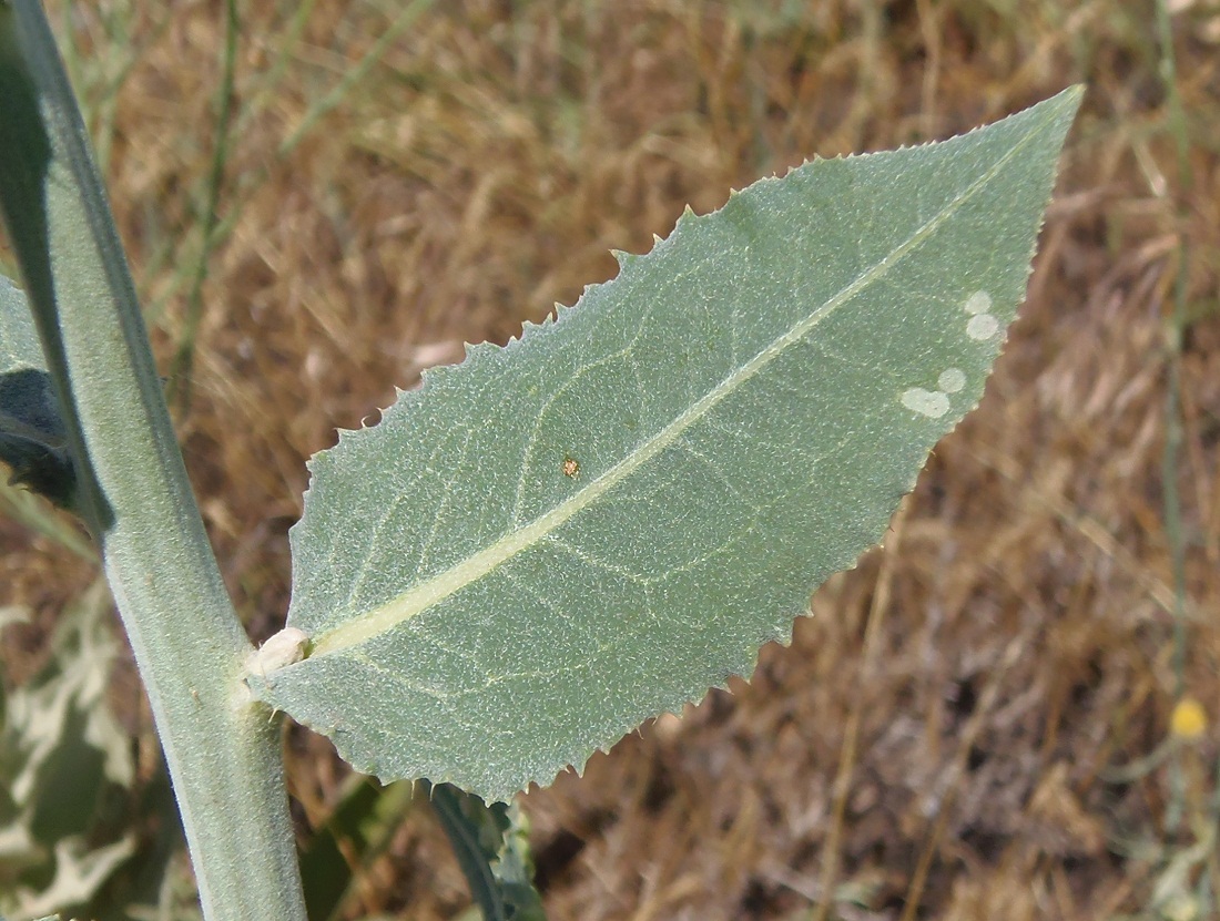 Image of Chondrilla latifolia specimen.