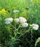 Achillea millefolium