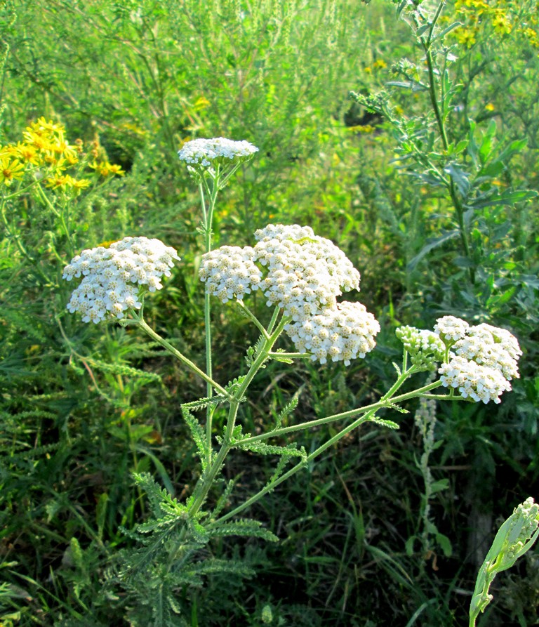 Изображение особи Achillea millefolium.