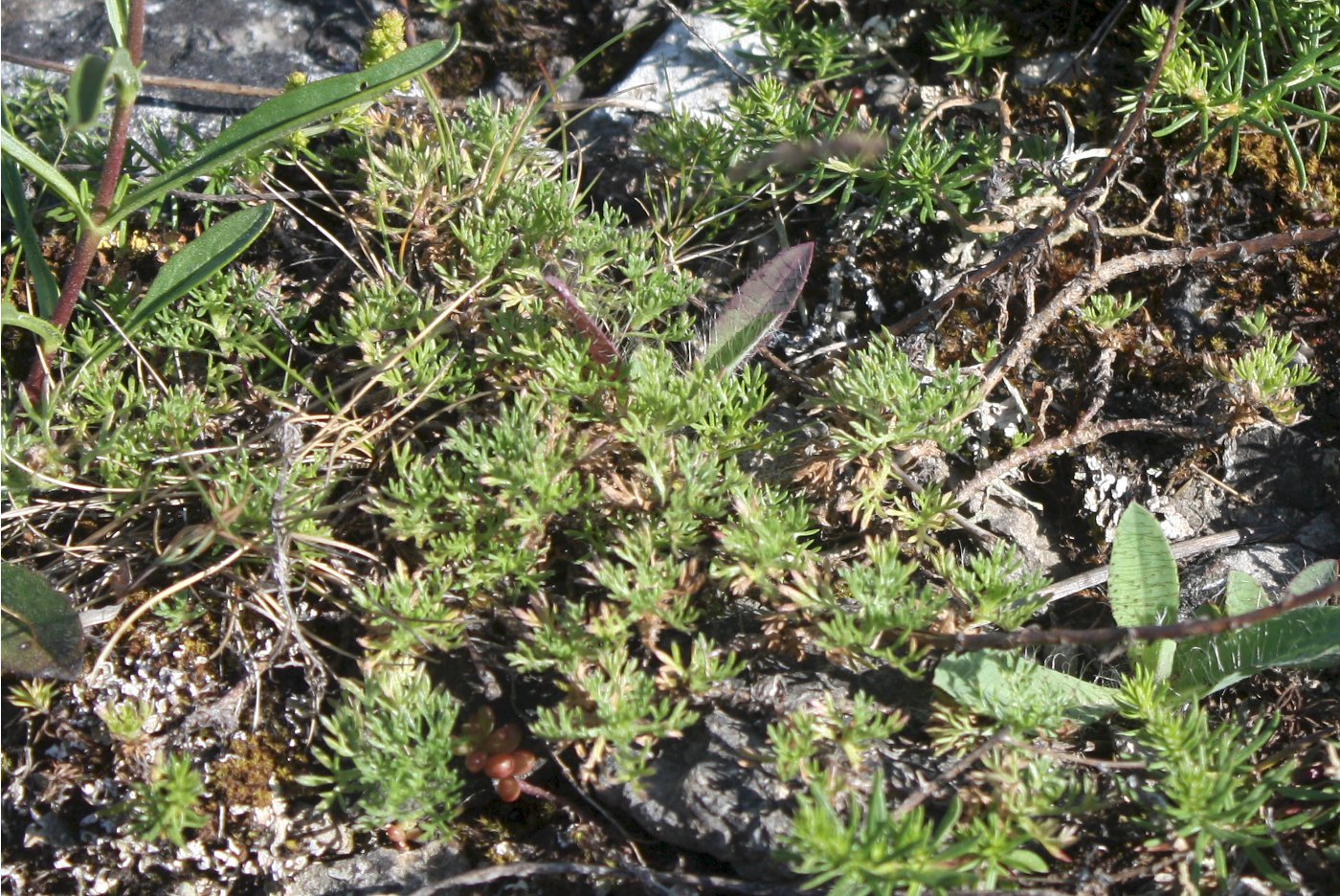 Изображение особи Artemisia rupestris.