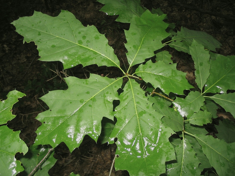 Изображение особи Quercus rubra.