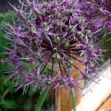 Allium aflatunense