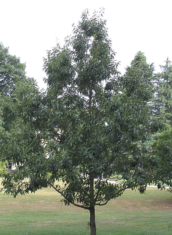 Изображение особи Quercus imbricaria.