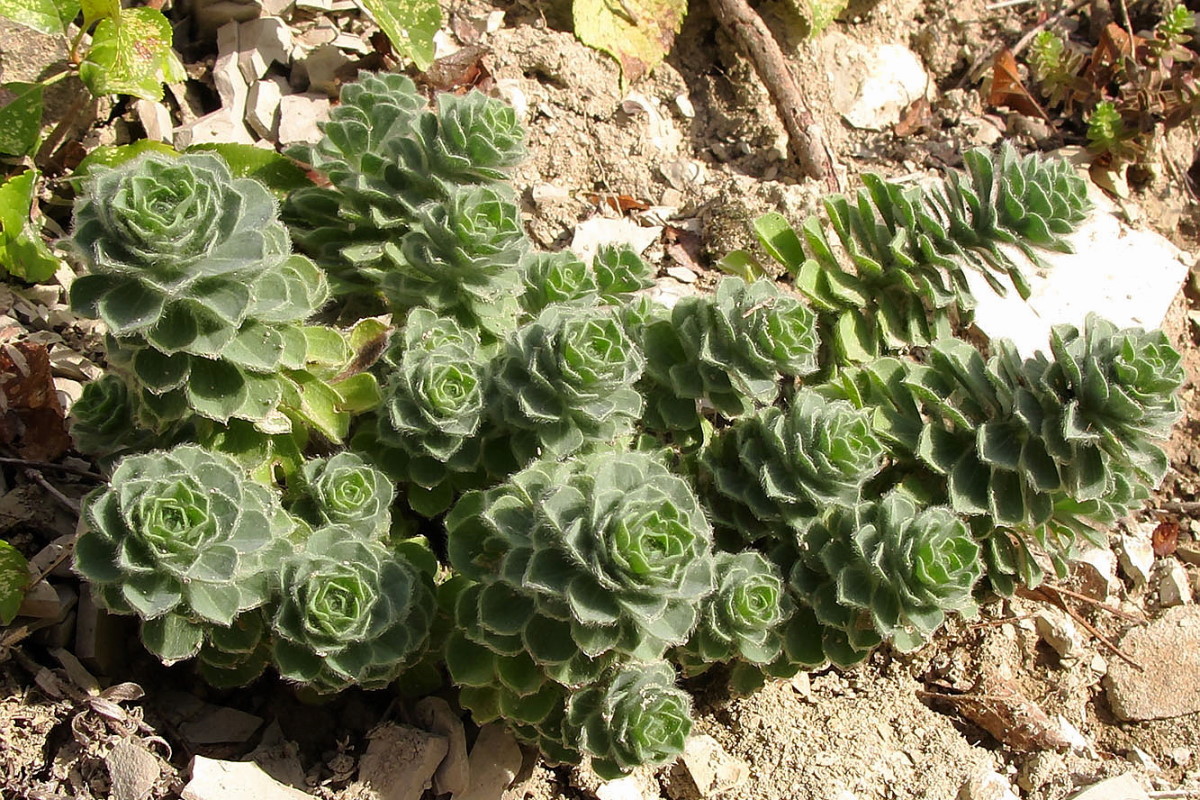 Image of Linum lanuginosum specimen.