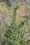 Bryonia melanocarpa. Цветущее растение. Южный Казахстан, восточная граница пустыни Кызылкум. 04.05.2013.