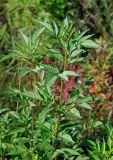 Bidens frondosa