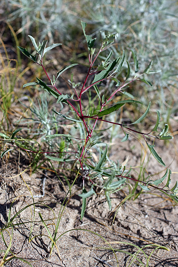 Image of genus Atriplex specimen.