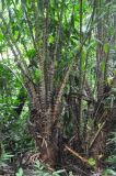 Salacca wallichiana. Ствол с основаниями листьев. Таиланд, национальный парк Си Пханг-нга. 20.06.2013.