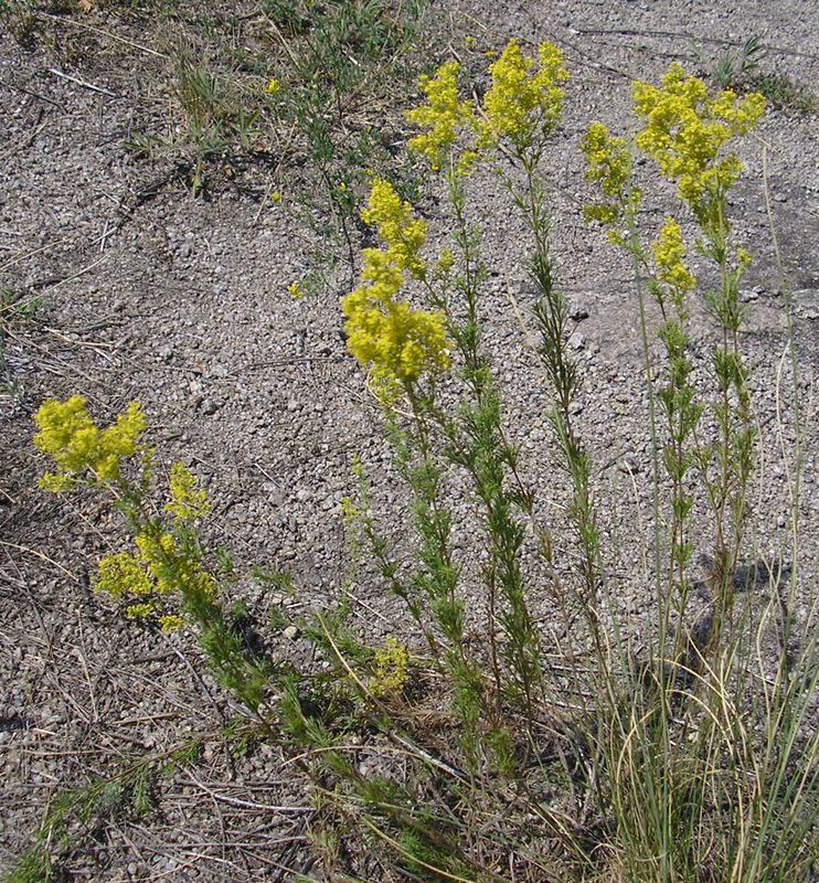 Image of Galium verum specimen.
