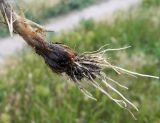 Allium rotundum. Луковица. Крым, Керченский п-ов, Каларарская степь. Июнь 2010 г.