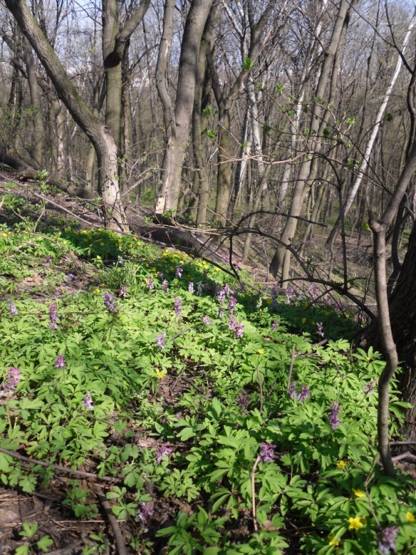 Изображение особи Corydalis cava.