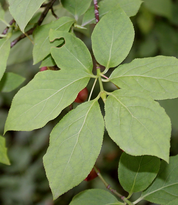 Image of Euonymus sanguineus specimen.