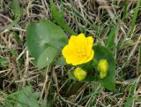 Caltha palustris