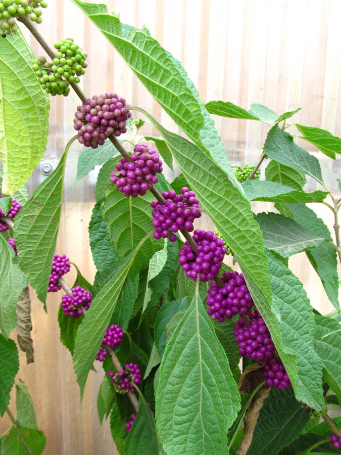 Image of Callicarpa americana specimen.