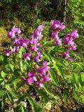 Lathyrus vernus. Верхушка цветущего растения. Пермский край, окр. г. Красновишерск, левый берег р. Вишера, Камень Ветлан, крутой мшисто-каменистый залесённый склон. 10.06.2013.