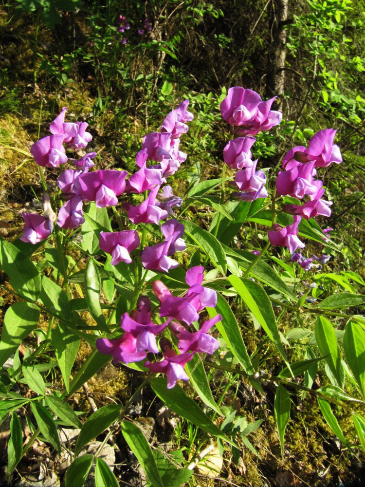 Image of Lathyrus vernus specimen.