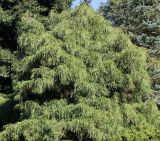 Chamaecyparis pisifera